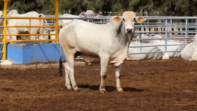 White cattle inside a pen fenced with metal railings, file photo
