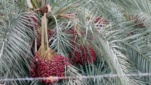 Bunches of red dates among palm fronds behind a wire, illustrative file photo