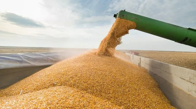 A harvester pouring corn grain into a trailer