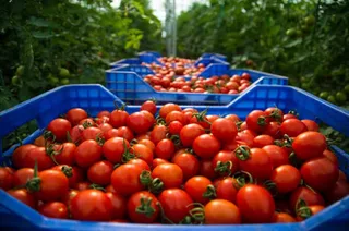 Plastic crates full of fresh tomatoes in a greenhouse