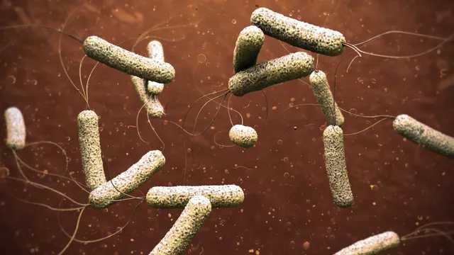 Magnified illustration of rod-shaped bacteria on a brown background, file photo