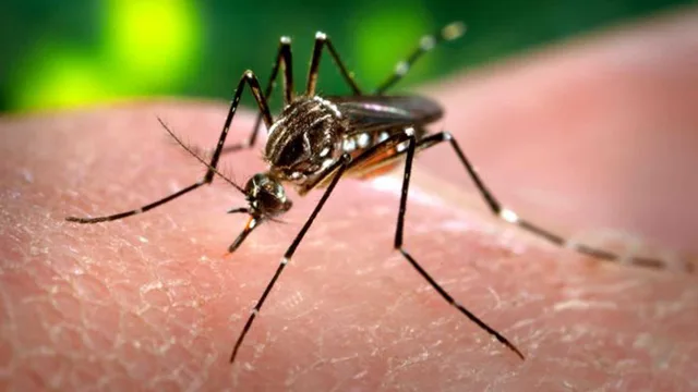 Close-up of a striped-legged mosquito on human skin, file photo
