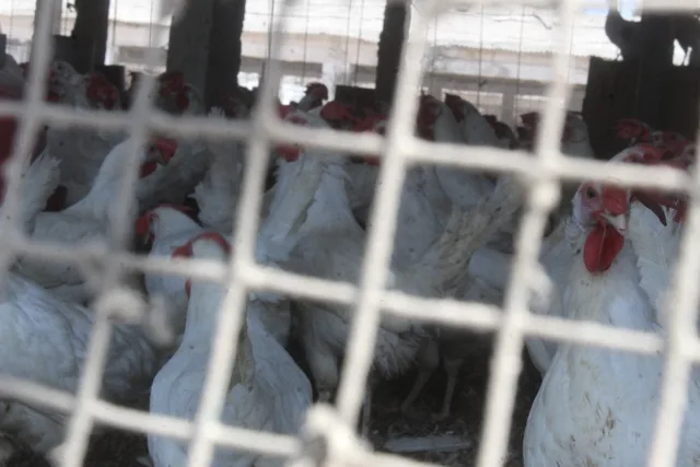 White chickens behind wire mesh on a poultry farm, file photo