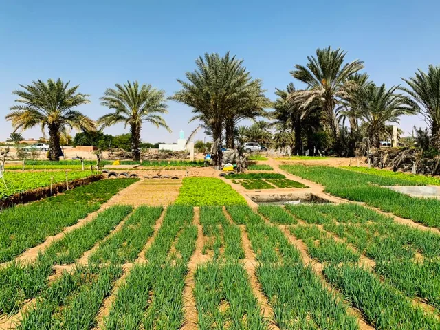 Green vegetable beds watered by earth channels, surrounded by palm trees, file photo
