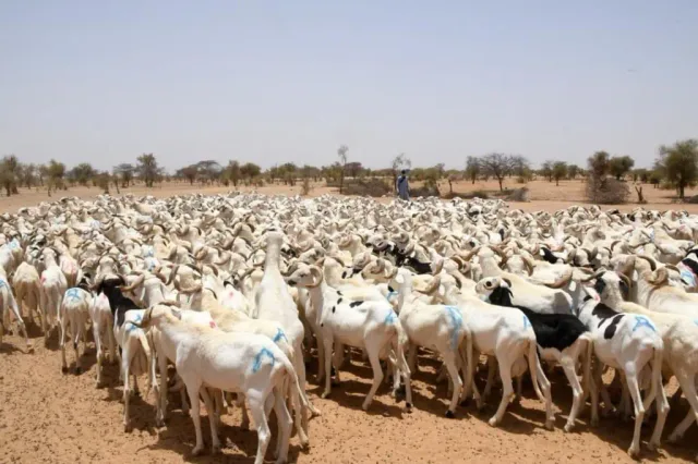 A large flock of white sheep on dry grazing land dotted with trees, a herder in the distance, file photo