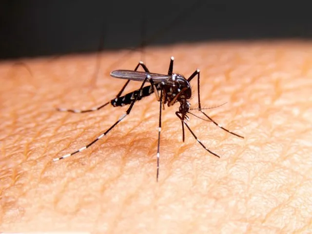 A black mosquito with white-striped legs resting on human skin, illustrative file image