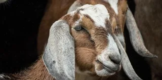 Close-up of a brown and white long-eared goat, illustrative file photo