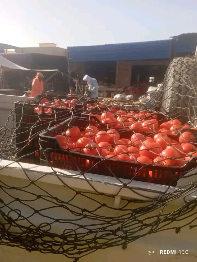 Tomatoes in crates