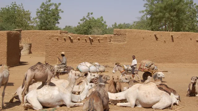 Camels resting in front of mud-brick walls in a Sahel village, with a donkey cart