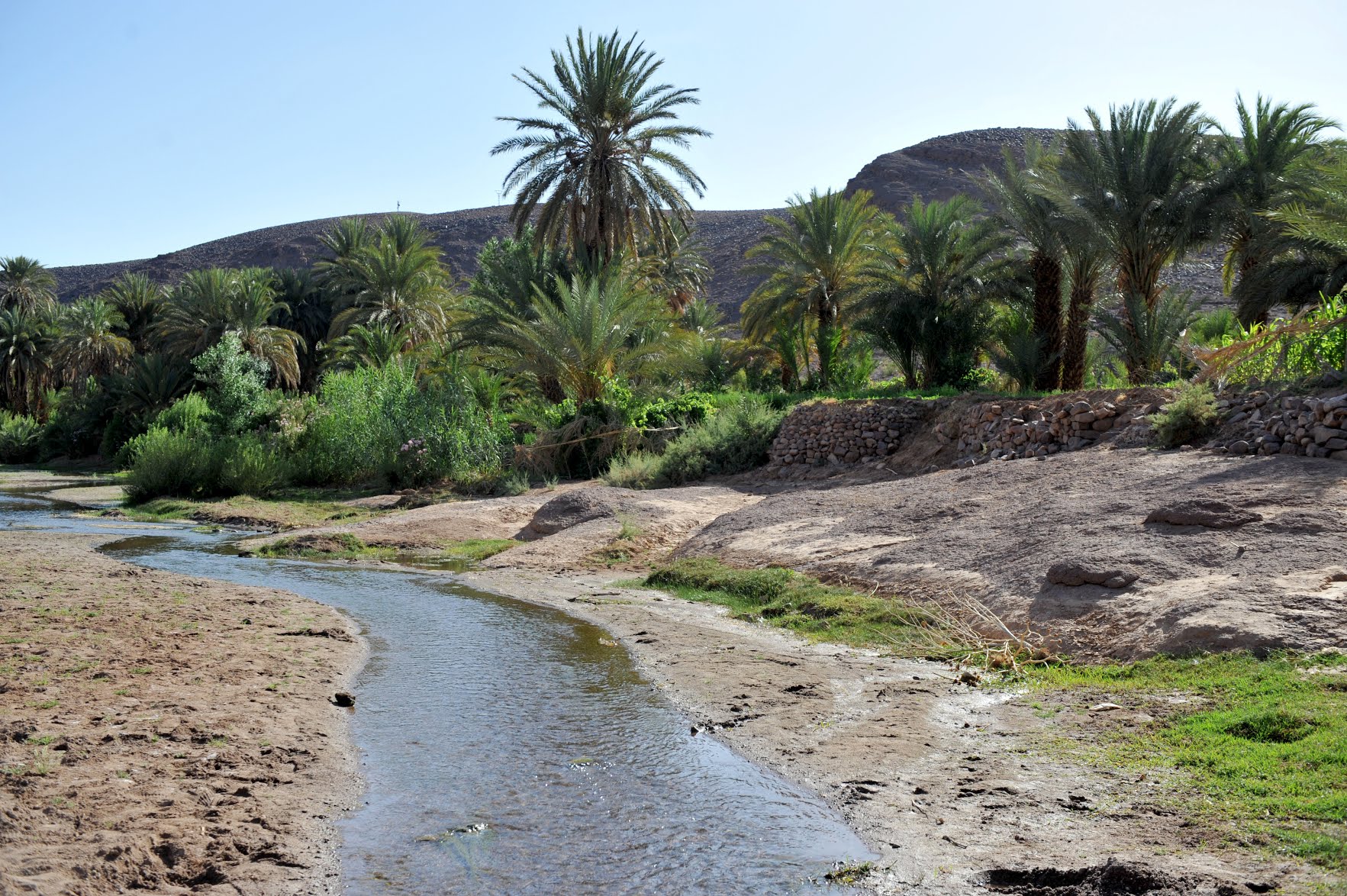 A shallow stream crosses a palm oasis at the foot of a rocky hill, file photo