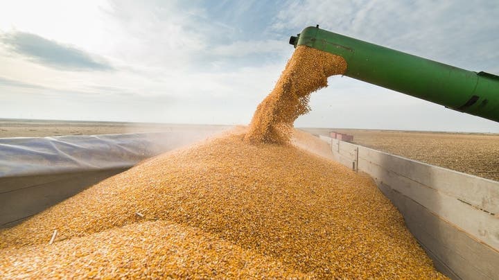 A harvester pouring corn grain into a trailer