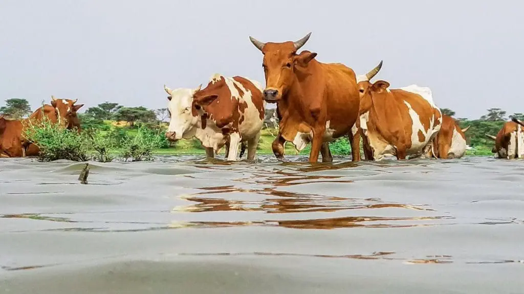 Cows standing in stagnant rainwater with green trees in the background