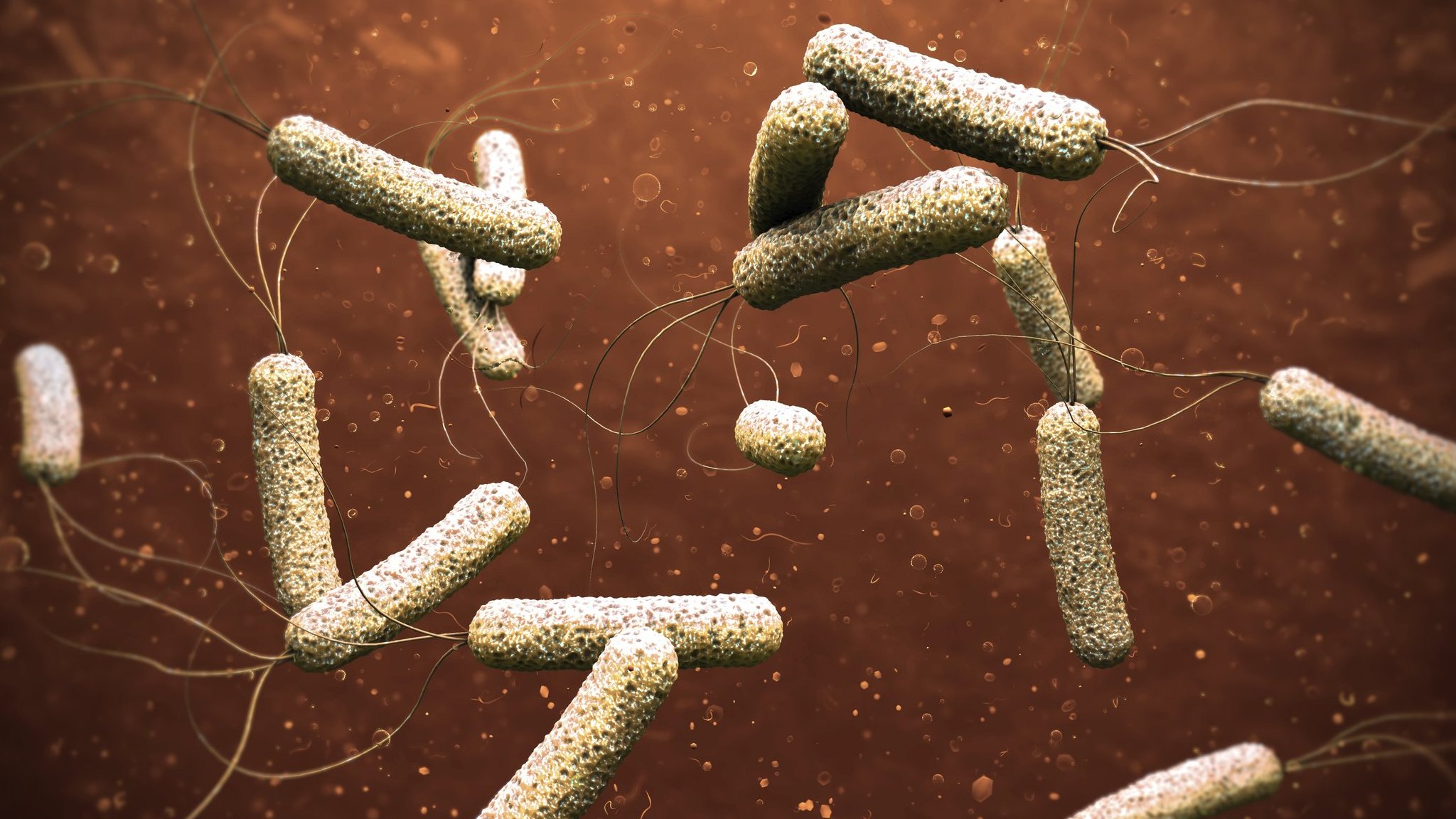 Magnified illustration of rod-shaped bacteria on a brown background, file photo