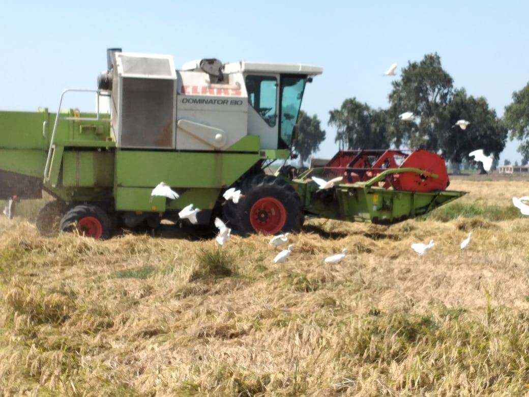 A combine harvester working in a rice field surrounded by white birds