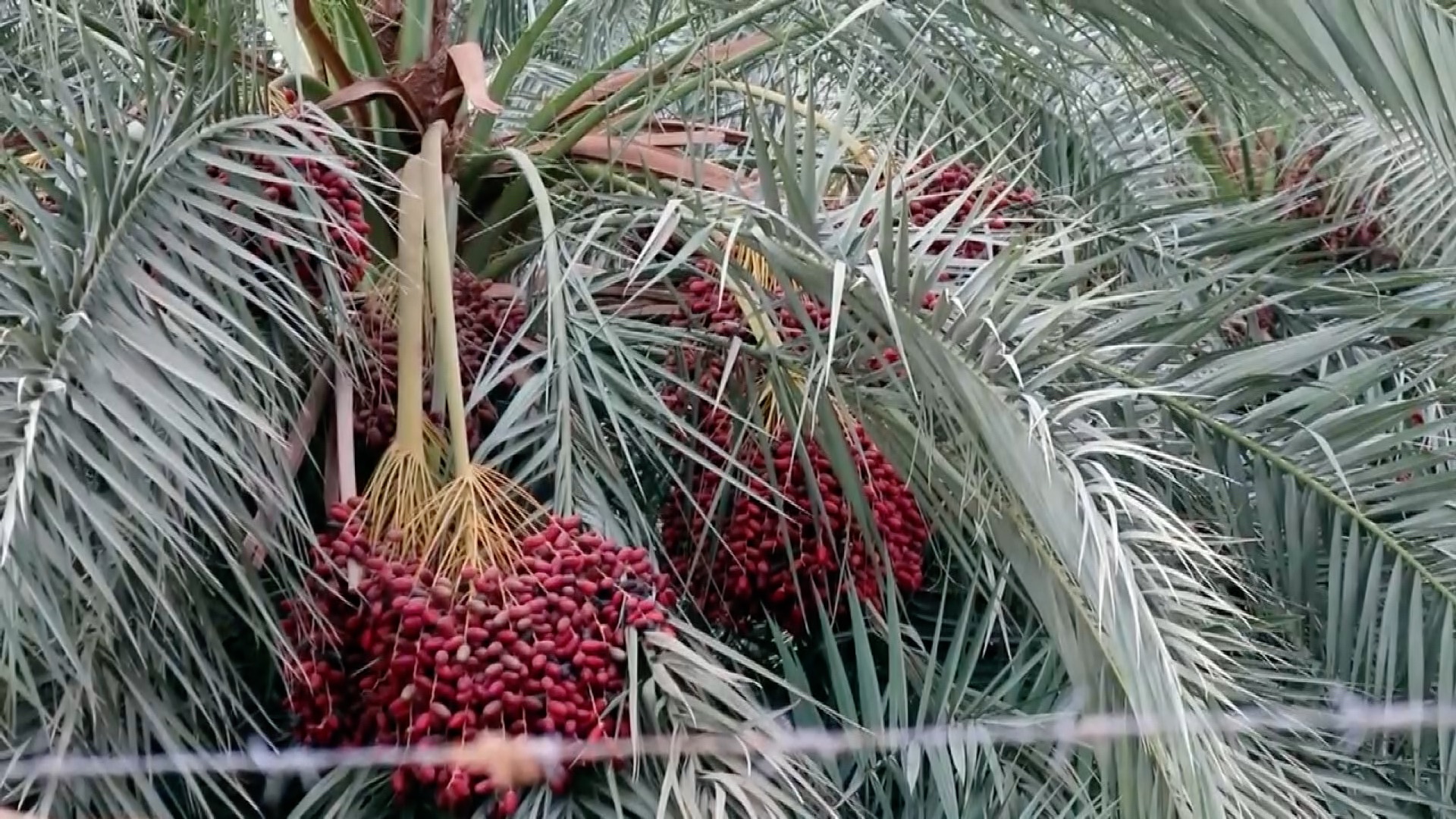 Bunches of red dates hanging among the fronds of a palm tree, file photo