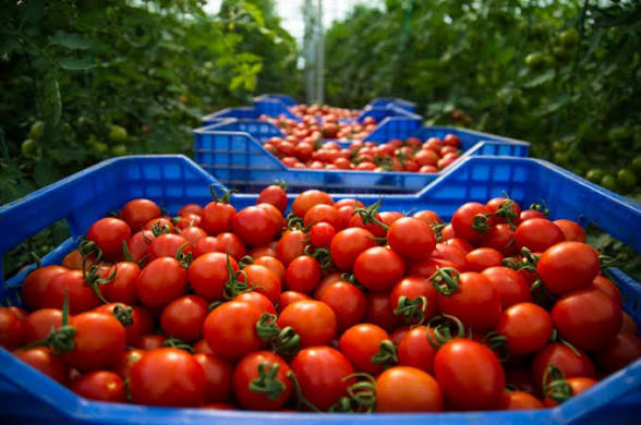 Plastic crates full of fresh tomatoes in a greenhouse