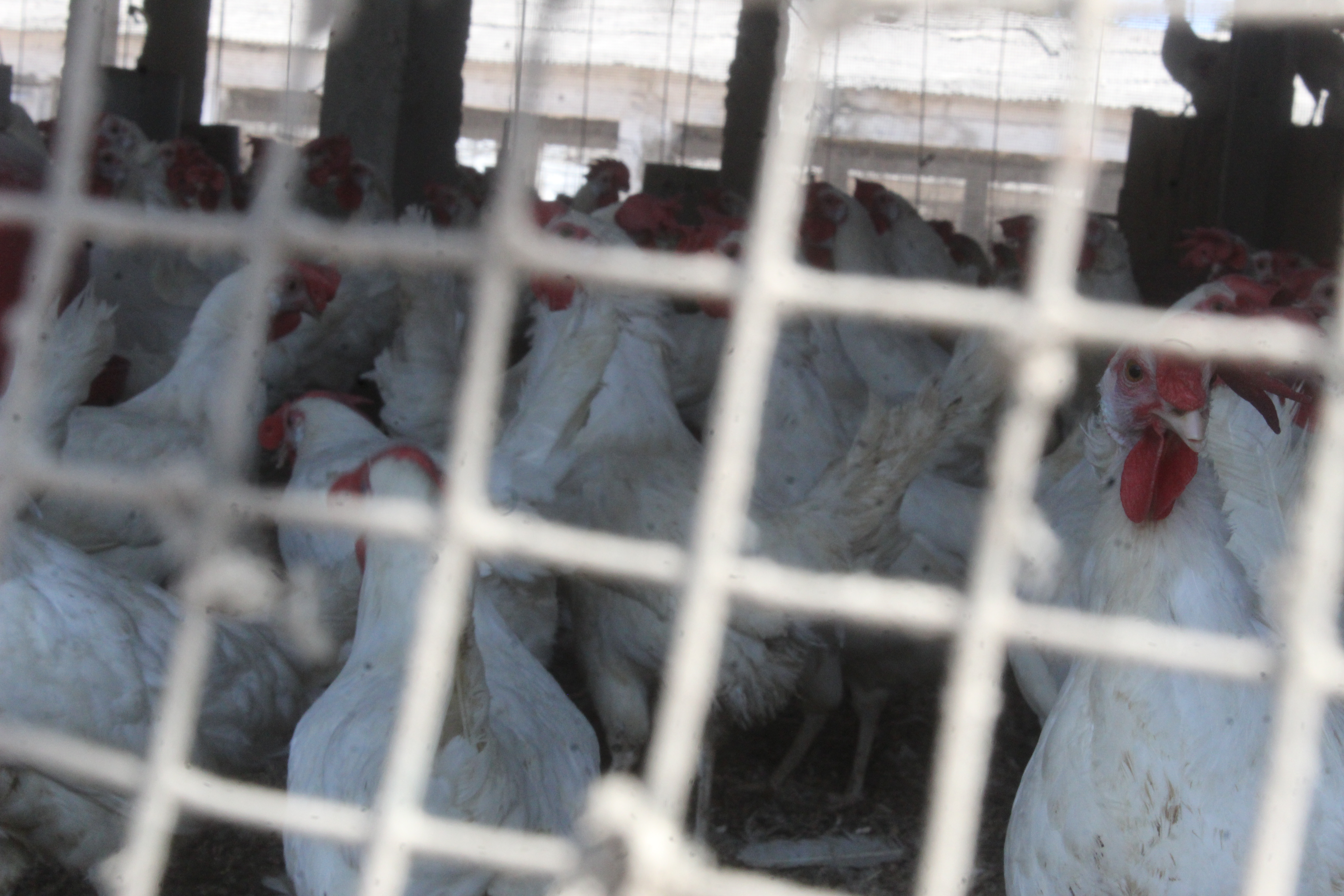 Archive: poultry farming in Niague, Senegal, April 2025