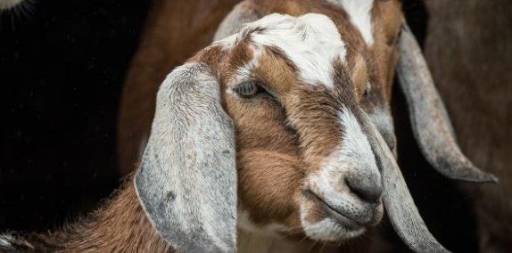 Close-up of a brown and white long-eared goat, illustrative file photo