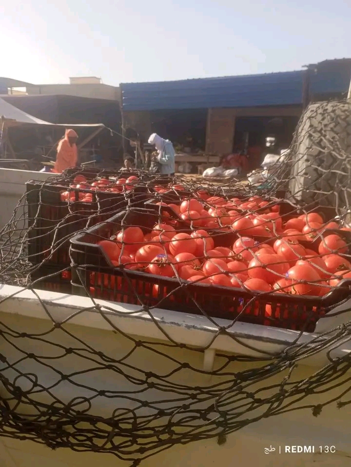 Tomatoes in crates