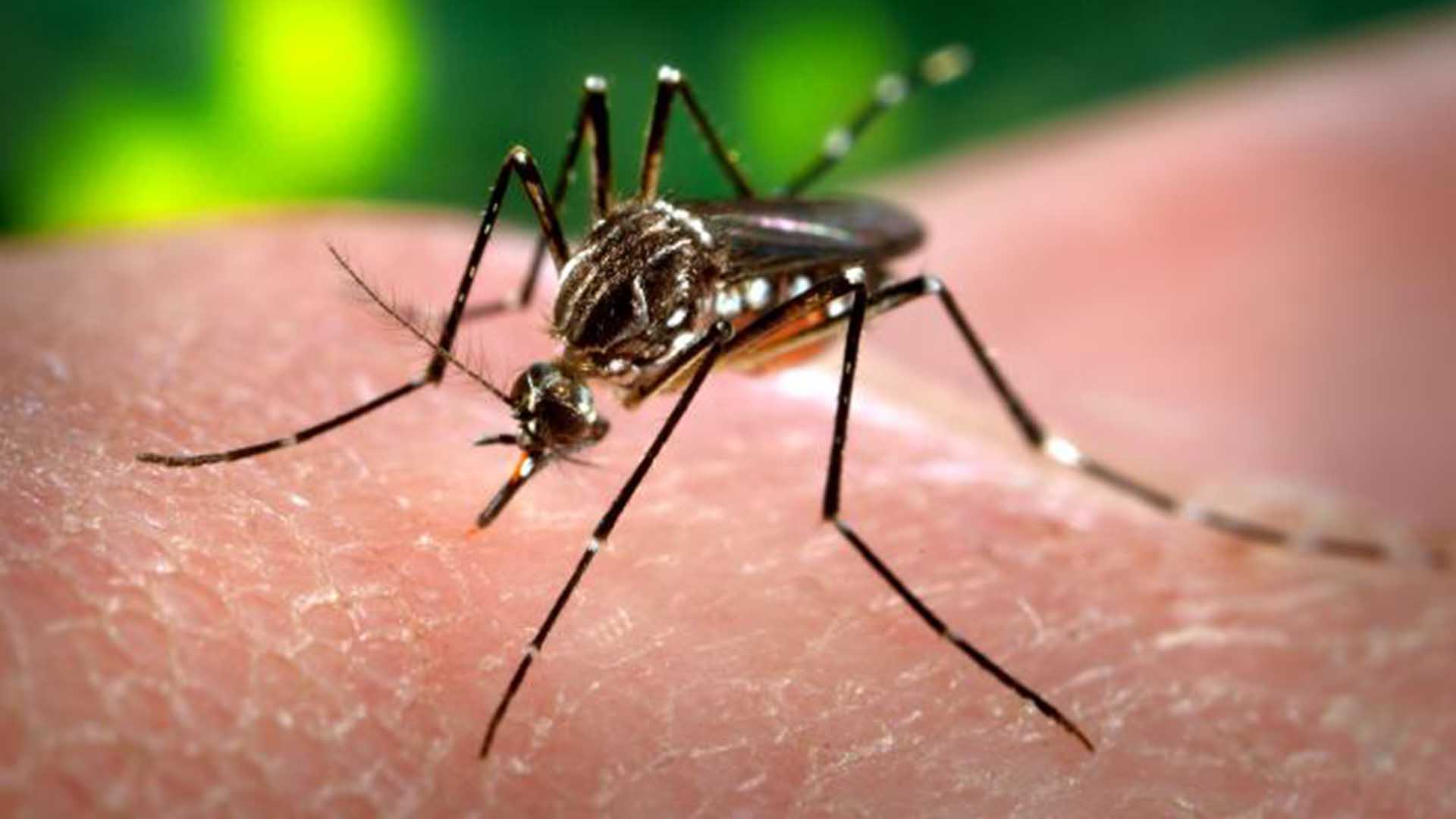 Close-up of a striped-legged mosquito on human skin, file photo
