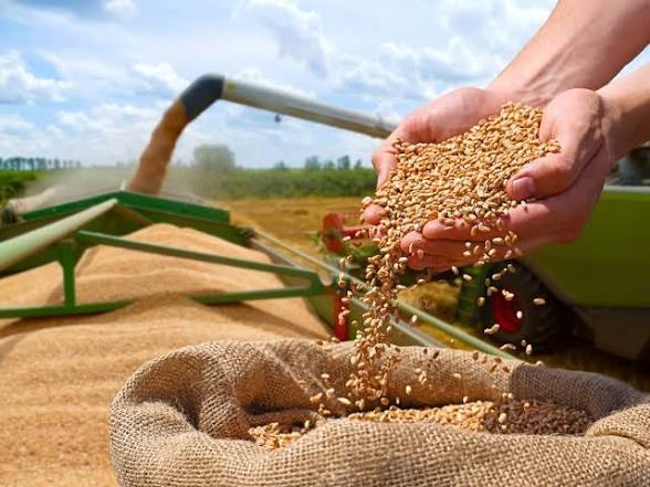Algeria issues international tender for an indicative 50,000 tonnes of soft wheat