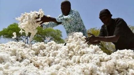 Burkina Faso reports 7% rise in seed-cotton production in 2025/26